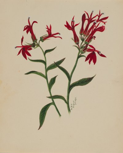 (Senza titolo - Studio di un fiore) da Mary Vaux Walcott