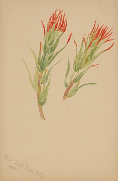 (Senza titolo - Studio di una pianta) da Mary Vaux Walcott