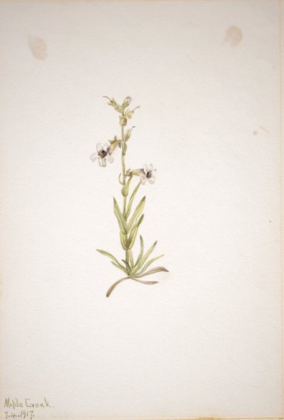 (Senza titolo - Studio di una pianta) da Mary Vaux Walcott