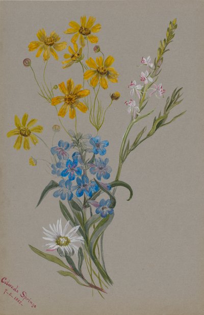 (Senza titolo, Gruppo di fiori) da Mary Vaux Walcott