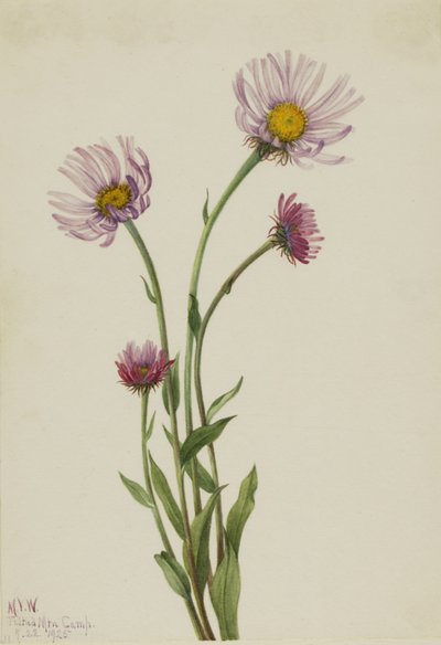 Erigeron salsuginosus dell