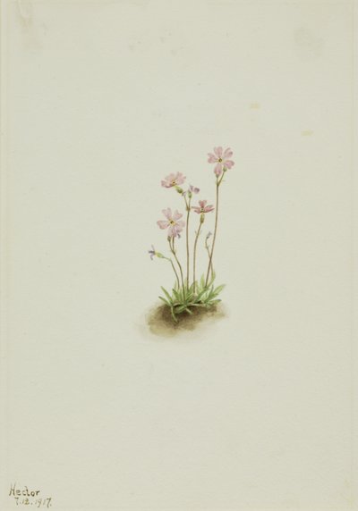 Primula dell