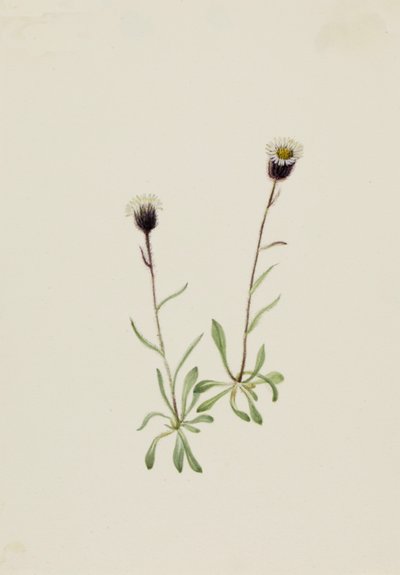 Erigeron unalaschensis delle Aleutine da Mary Vaux Walcott