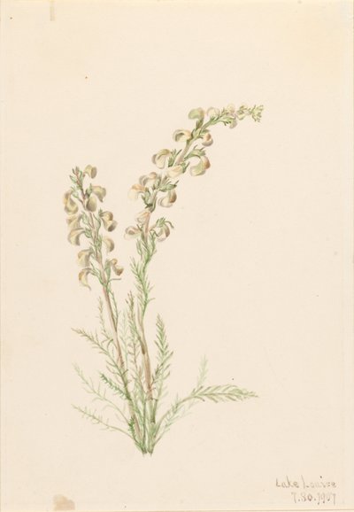 Felce alpina (Pedicularis contorta) da Mary Vaux Walcott