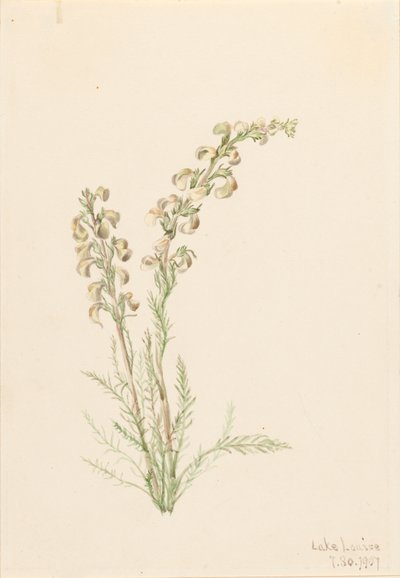 Pedicularis contorta, 1907 da Mary Vaux Walcott