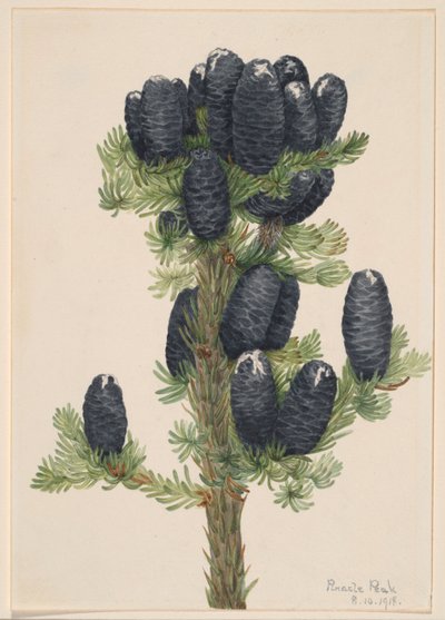 Abete alpino (Abies lasiocarpa) da Mary Vaux Walcott