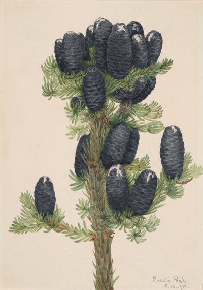 Abete alpino Abies lasiocarpa, 1918 da Mary Vaux Walcott