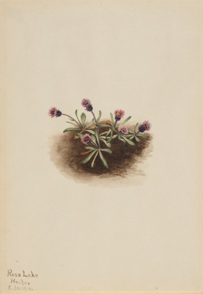 Alpine Fleabane (Erigeron unalaschcensis) da Mary Vaux Walcott
