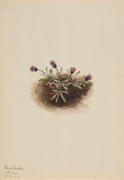 Erigeron alpino, 1916 da Mary Vaux Walcott