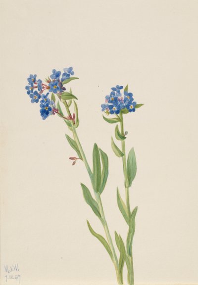 Non ti scordar di me alpino Myosotis alpestris, 1937 da Mary Vaux Walcott