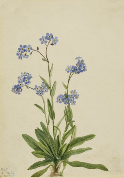 Non-ti-scordar-di-me Alpino Myosotis alpestris, 1924 da Mary Vaux Walcott