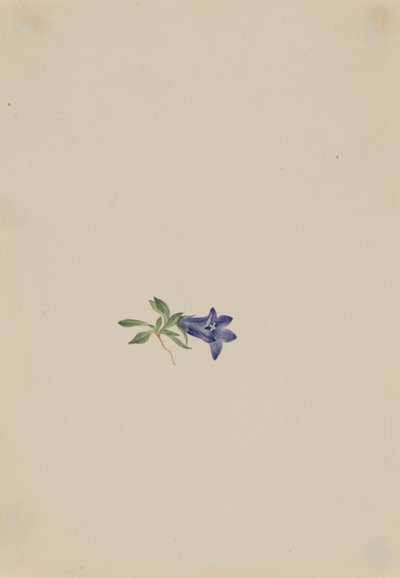 Campanula alpina (Campanula lasiocarpa) da Mary Vaux Walcott