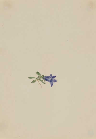 Campanula alpina Campanula lasiocarpa da Mary Vaux Walcott
