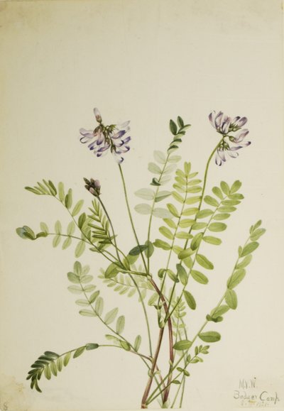 Lattice alpino (Astragalus alpinus) da Mary Vaux Walcott
