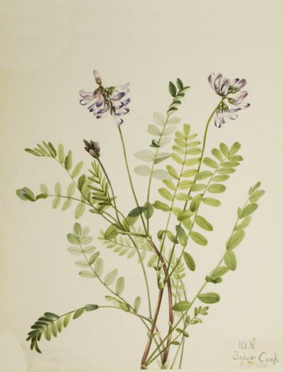 Astragalo alpino Astragalus alpinus, 1921 da Mary Vaux Walcott