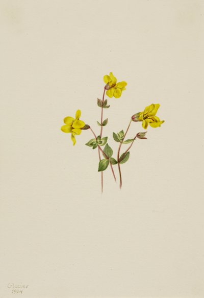 Mimulus caespitosus, 1904 da Mary Vaux Walcott
