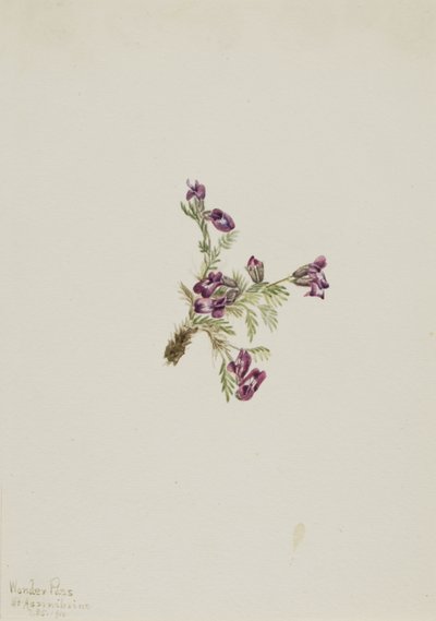Pointvetch alpina (Oxytropis podocarpa) da Mary Vaux Walcott