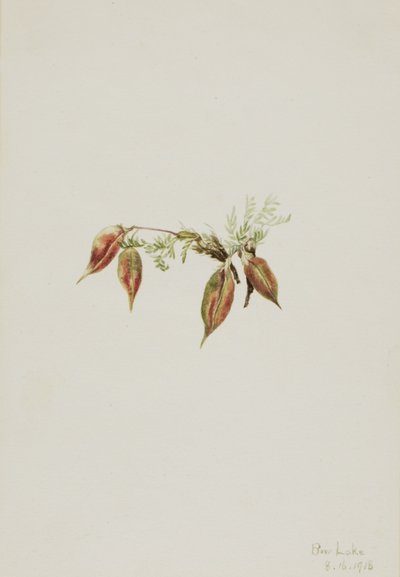 Pointvetch alpina (Oxytropis podocarpa) da Mary Vaux Walcott