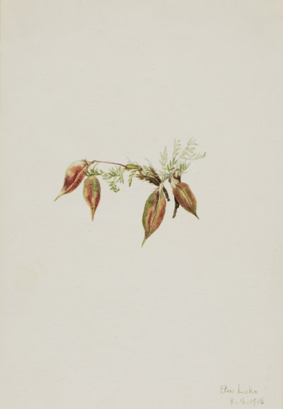 Oxytropis podocarpa alpina da Mary Vaux Walcott
