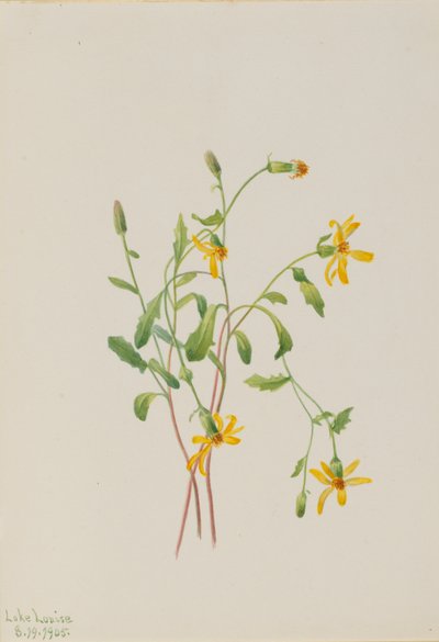 Erba di paglia alpina (specie Senecio) da Mary Vaux Walcott