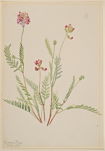 Veccia alpina (Astragalus bourgovii) da Mary Vaux Walcott