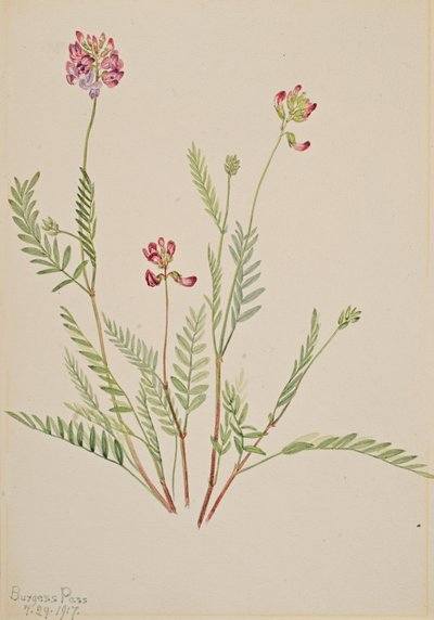 Veccia alpina Astragalus bourgovii, 1917 da Mary Vaux Walcott