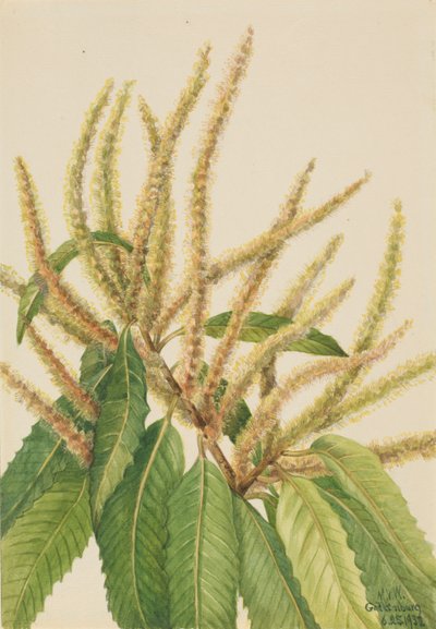 Castagno americano (Castanea dentata) da Mary Vaux Walcott