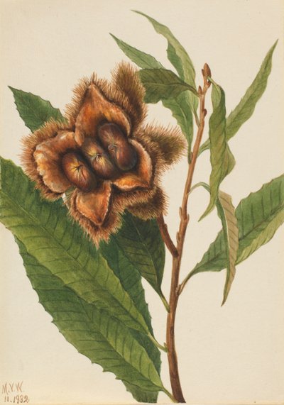 Castagno americano Castanea dentata da Mary Vaux Walcott
