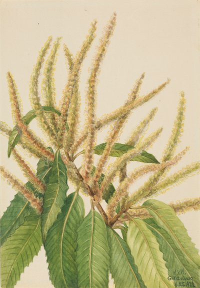 Castagno americano Castanea dentata, 1932 da Mary Vaux Walcott