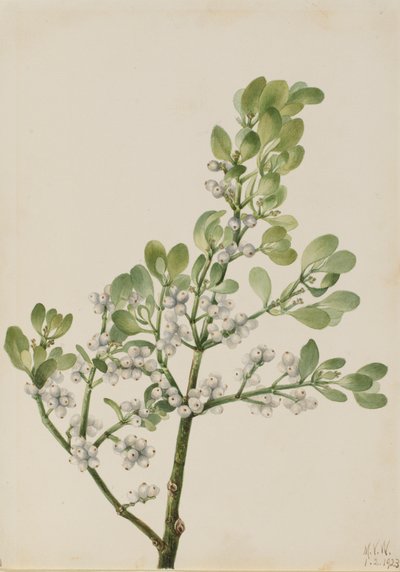 Vischio americano Phoradendron flavescens, 1923 da Mary Vaux Walcott