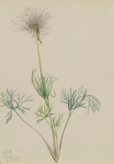 Pasqueflower americana Pulsatilla ludoviciana da Mary Vaux Walcott