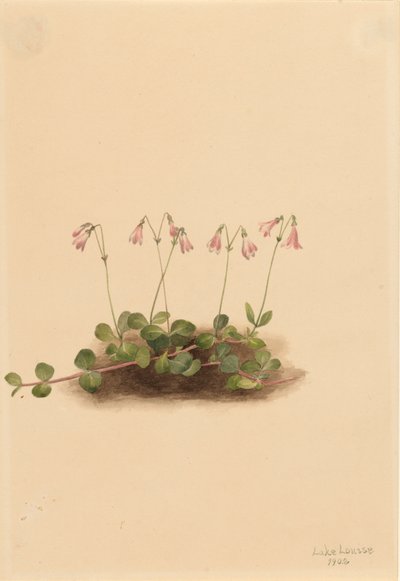 Linnaea borealis americana, 1902 da Mary Vaux Walcott