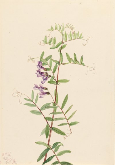 Veccia americana (Vicia americana) da Mary Vaux Walcott