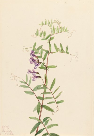 Veccia americana Vicia americana, 1922 da Mary Vaux Walcott