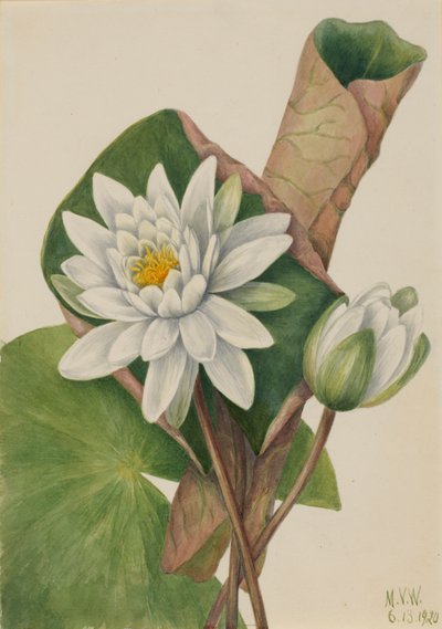Ninfea Americana Castalia odorata, 1920 da Mary Vaux Walcott