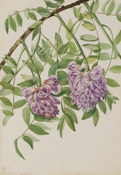 Glicine Americano Kraunhia frutescens, 1925 da Mary Vaux Walcott