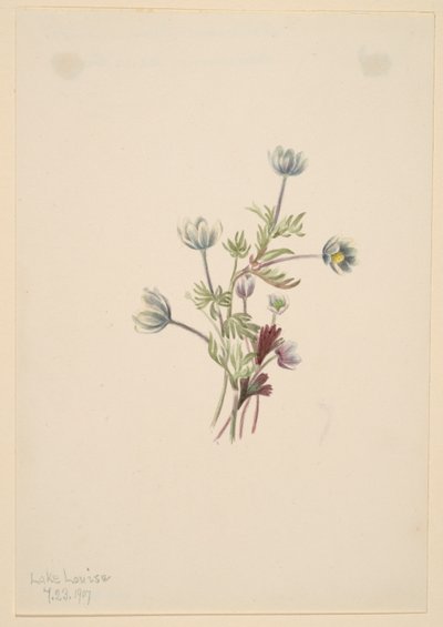 Anemone (Anemone drummondii) da Mary Vaux Walcott