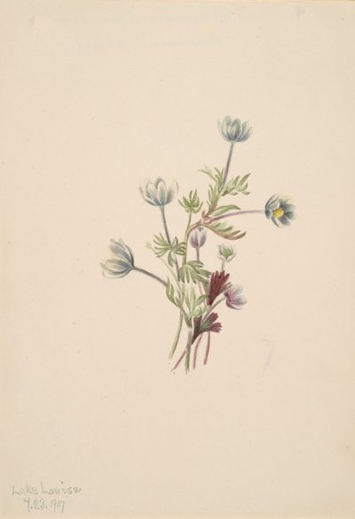 Anemone Anemone drummondii, 1907 da Mary Vaux Walcott