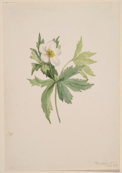Anemone canadensis da Mary Vaux Walcott
