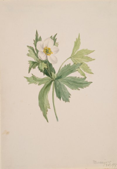 Anemone canadensis, 1907 da Mary Vaux Walcott