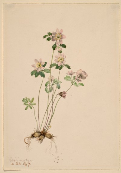 Anemonella (Syndesmon thalictroides) da Mary Vaux Walcott