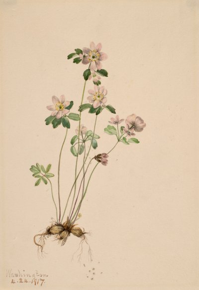 Anemonella Syndesmon thalictroides, 1917 da Mary Vaux Walcott