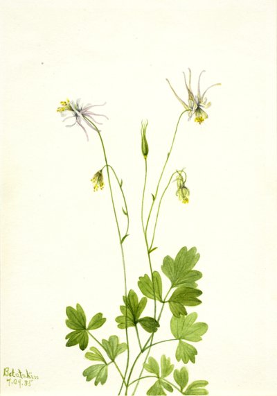 Aquilegia ecalcarata da Mary Vaux Walcott