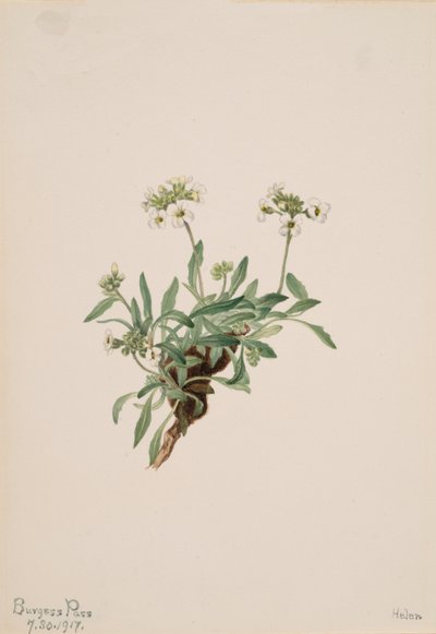 Arabis drummondii da Mary Vaux Walcott