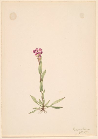 Arabis lyallii da Mary Vaux Walcott