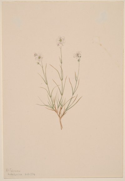 Arenaria formosa da Mary Vaux Walcott