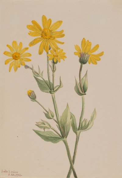 Arnica (Arnica latifolia) da Mary Vaux Walcott