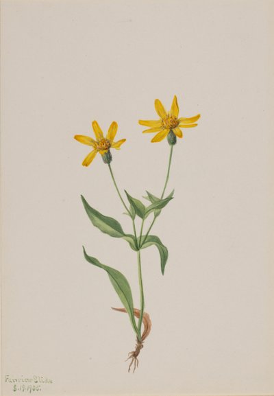 Arnica alpina da Mary Vaux Walcott