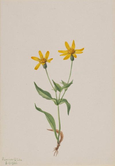 Arnica alpina, 1905 da Mary Vaux Walcott