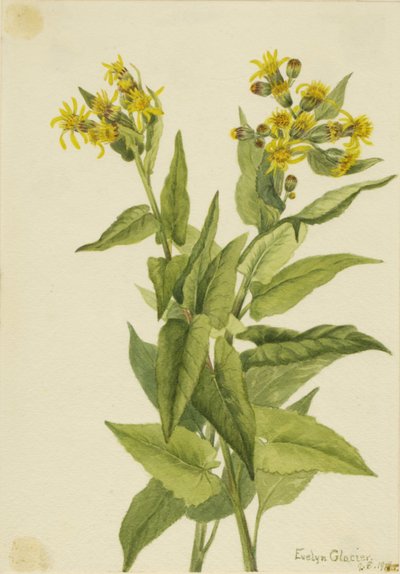 Senecio triangolare, 1916 da Mary Vaux Walcott